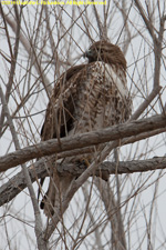 Cooper's hawk